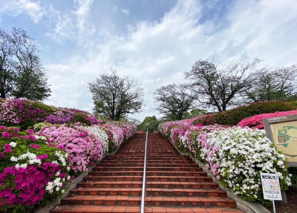 Azaleas lining a flight of steps at Showaen Park