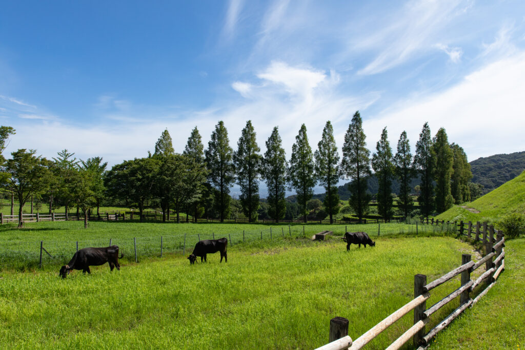 福岡市南区・ABURAYAMA FUKUOKA(旧もーもーらんど油山牧場)。乳しぼり・エサやりの時間と料金を確認 放牧地で草をはむ牛