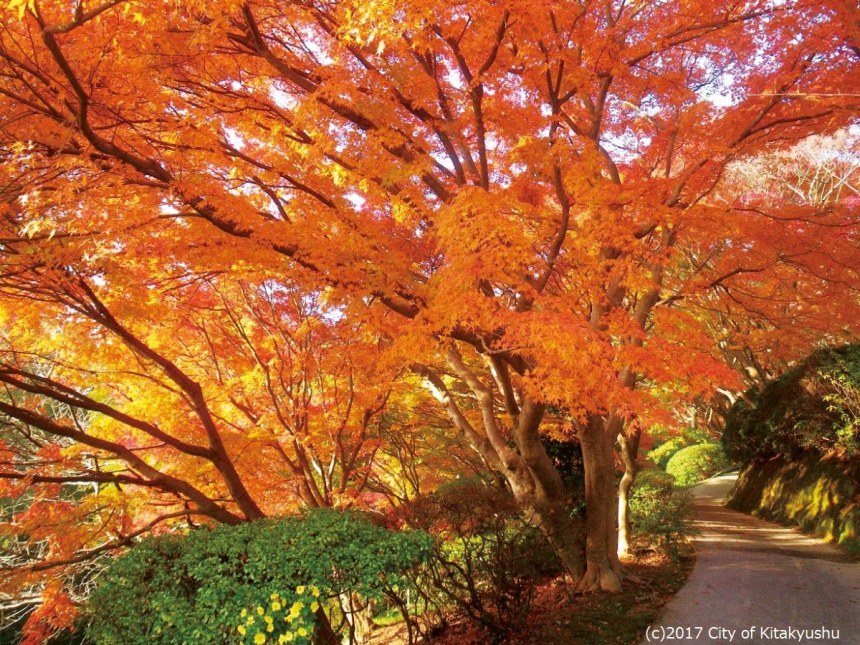 【紅葉】北九州市門司区の白野江植物公園 園内の紅葉