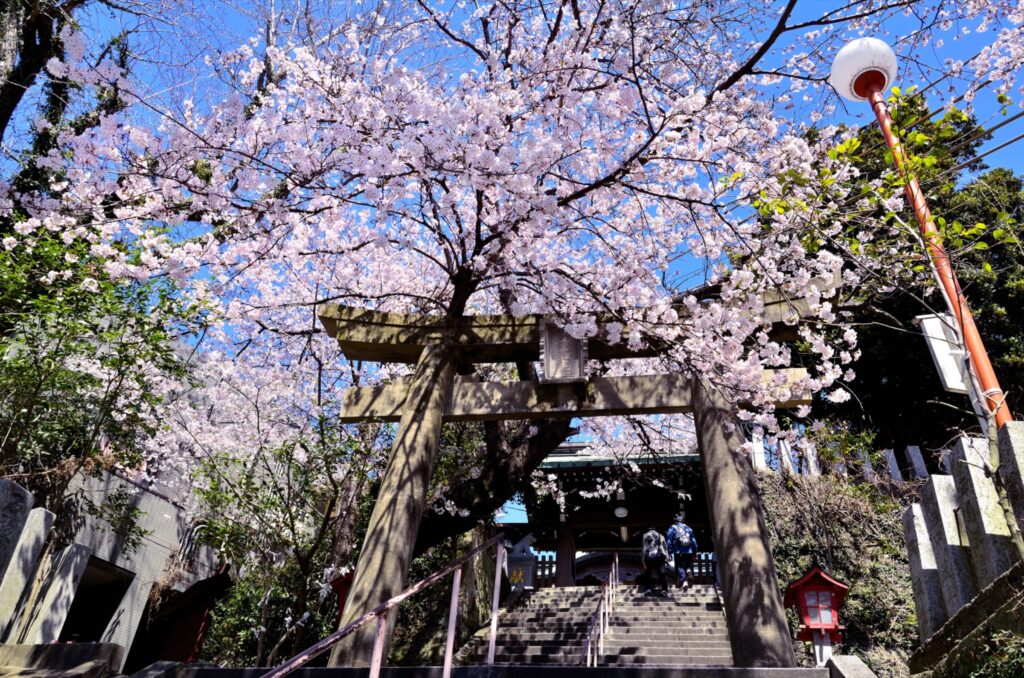 愛宕神社（福岡市西区）の祈願受付と駐車場、行事の日程 桜の咲く参道の鳥居と石段（2010年撮影）