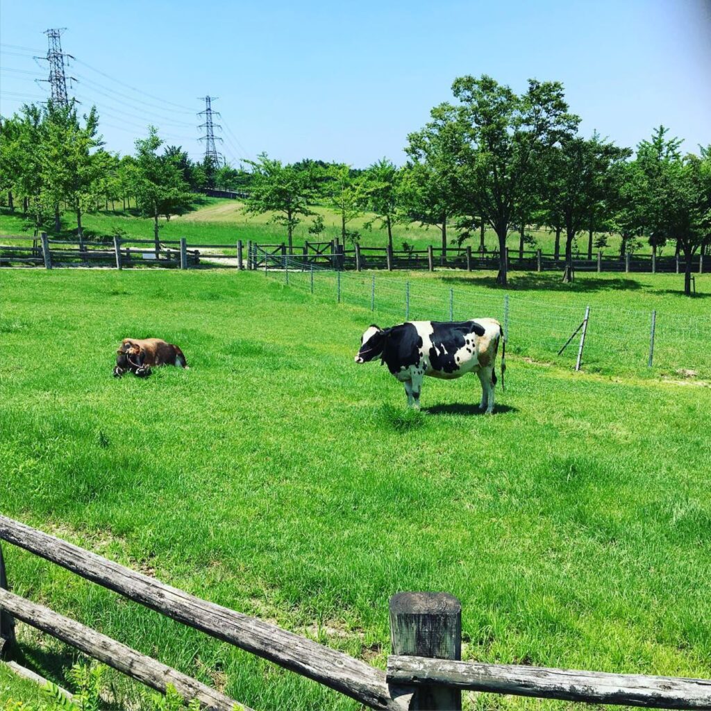福岡市南区・ABURAYAMA FUKUOKA(旧もーもーらんど油山牧場)。乳しぼり・エサやりの時間と料金を確認 牧場の放牧地と牛