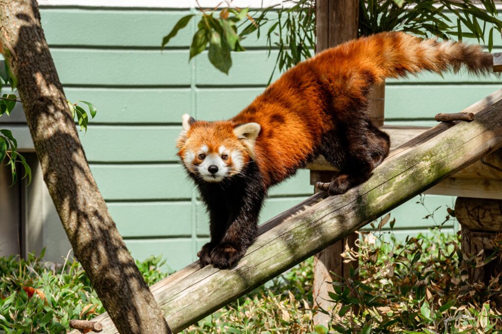 福岡市中央区・福岡市動植物園。中学生以下は無料、休園日と駐車場の混み方を確認 動物園のレッサーパンダ