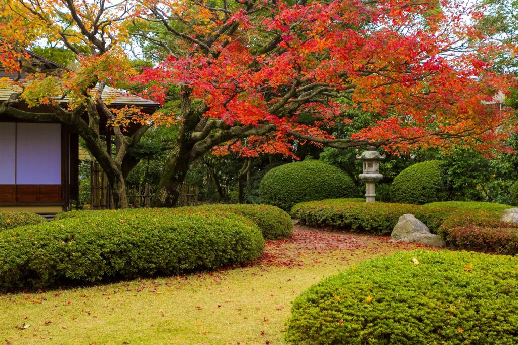 【紅葉】福岡市中央区平尾の松風園 松風園のイロハモミジ（2014年撮影）