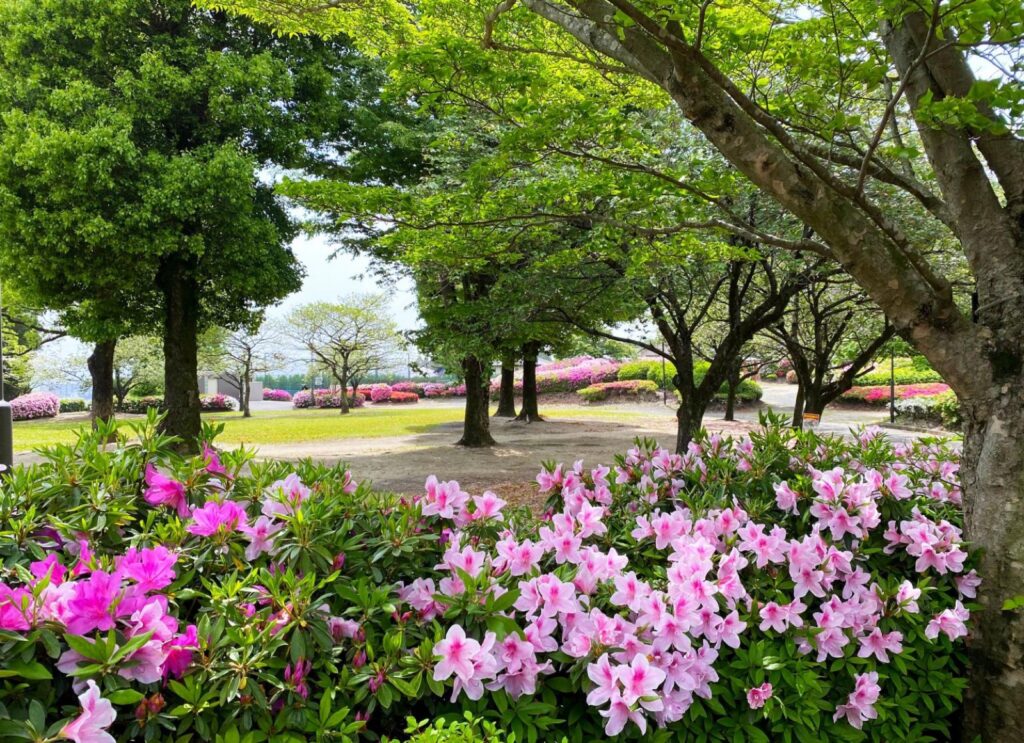 Azaleas under the trees at Showaen Park