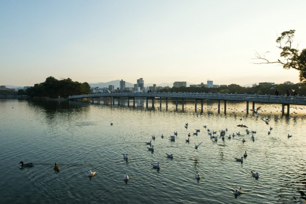 福岡市の暮らしの手続き10件。窓口と期限を一覧にする 大濠公園の池