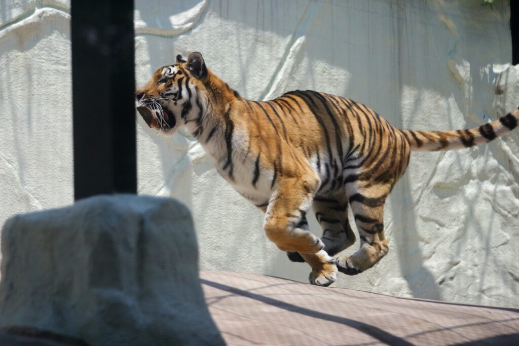 福岡市中央区・福岡市動植物園。中学生以下は無料、休園日と駐車場の混み方を確認 動物園のトラ
