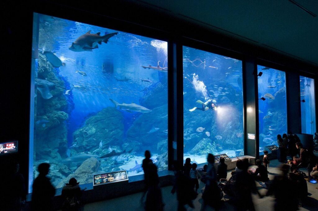 福岡市東区のマリンワールド海の中道。サメにさわる体験1,500円、貸切バックヤードツアー5,000円 館内(大水槽)