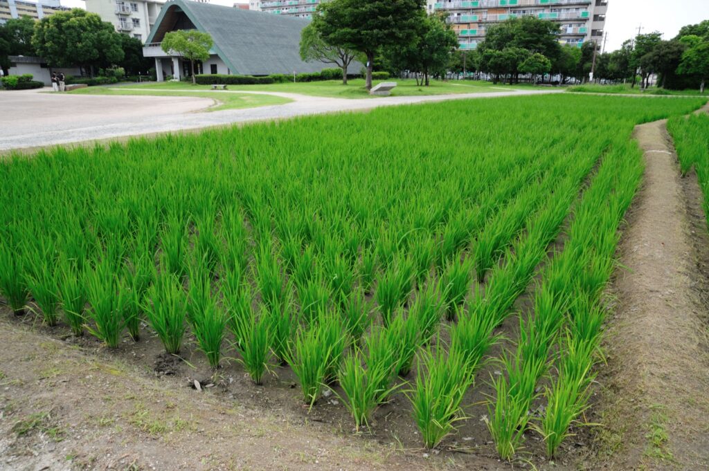 博多区の板付遺跡弥生館。入館無料で弥生のムラ 板付遺跡・復元された水田