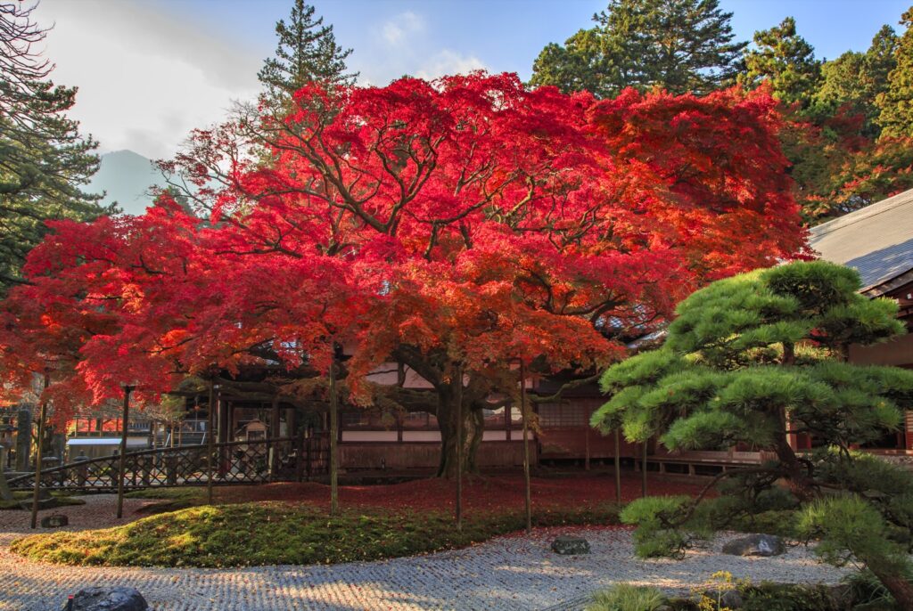 【古寺】糸島市雷山の雷山千如寺大悲王院 雷山千如寺大悲王院・大楓と松
