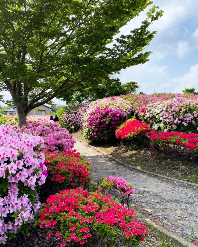 Azaleas beside a path at Showaen Park