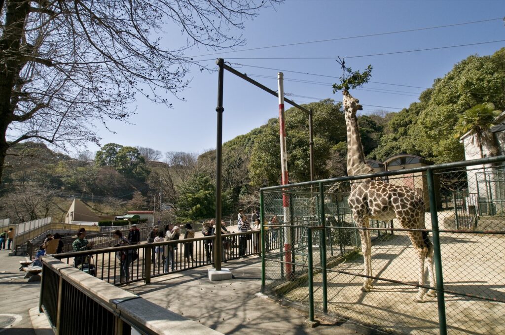福岡市中央区・福岡市動植物園。中学生以下は無料、休園日と駐車場の混み方を確認 動物園のキリン舎