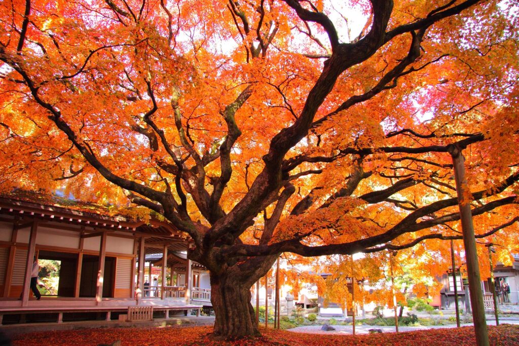 【古寺】糸島市雷山の雷山千如寺大悲王院 雷山千如寺大悲王院