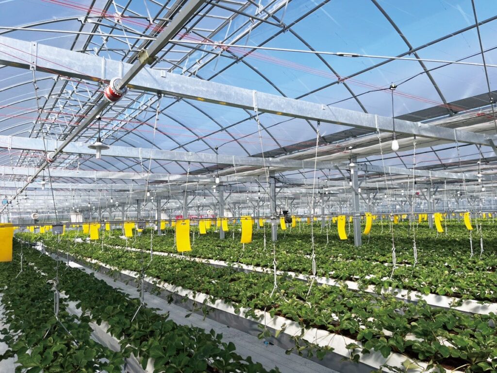 福岡・佐賀のいちご狩り8園。開園期間と料金、予約の取り方 げんき農場 基山農場のいちごハウスの中