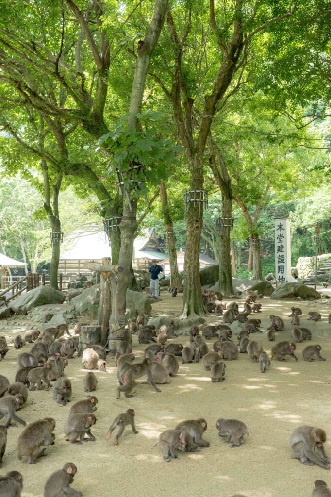 高崎山自然動物園。入園料500円、駐車場とアクセス サル寄せ場の様子