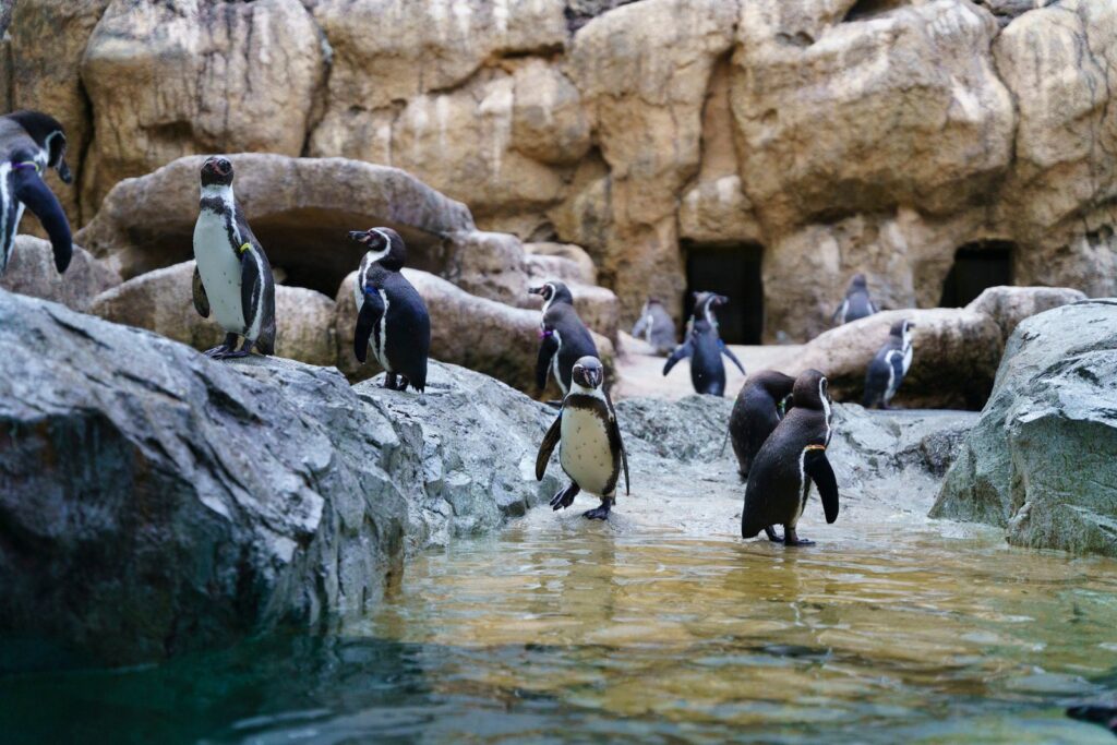 長崎ペンギン水族館。料金と時間、駐車場とアクセス 長崎ペンギン水族館のペンギン