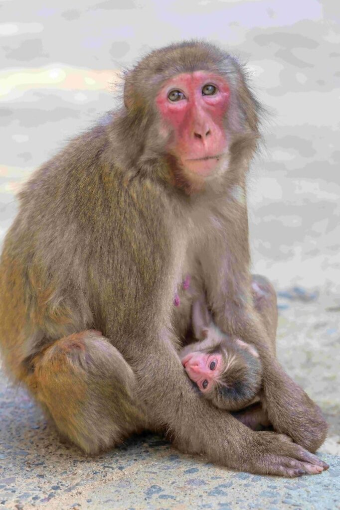 高崎山自然動物園。入園料500円、駐車場とアクセス 令和8年の第1号の赤ちゃんザルと母ザル