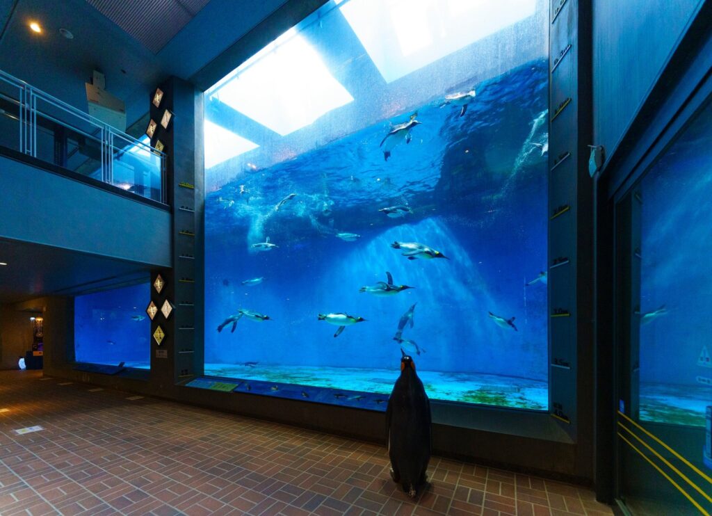 長崎ペンギン水族館。料金と時間、駐車場とアクセス 館内の水槽