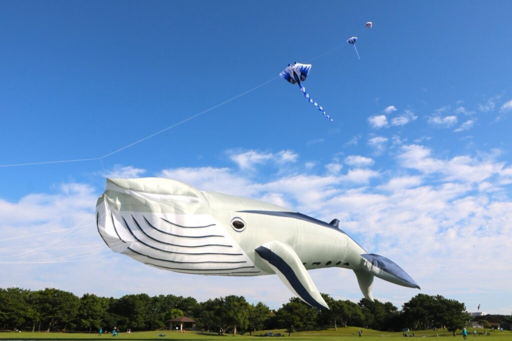 10月3日〜11月15日。海の中道「うみなか*はなまつり」、無料入園日は10月4日と25日。コスモス100万本 凧揚げフェスティバルのクジラのバルーンカイト