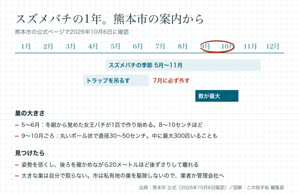 熊本市の案内によるスズメバチの1年。季節は5月〜11月、トラップは4〜6月に吊るし7月に外す、9〜10月に数が最大