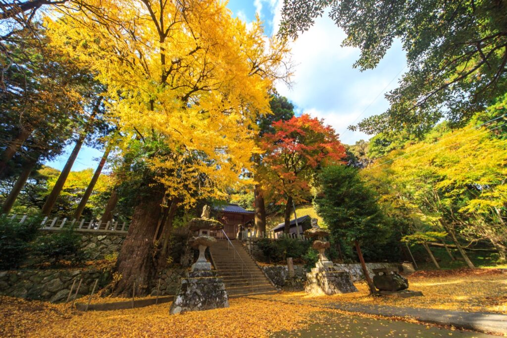 雷神社の大銀杏