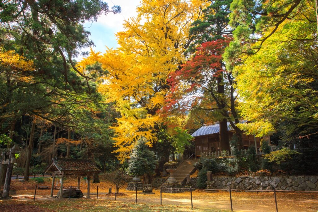 雷神社の大銀杏