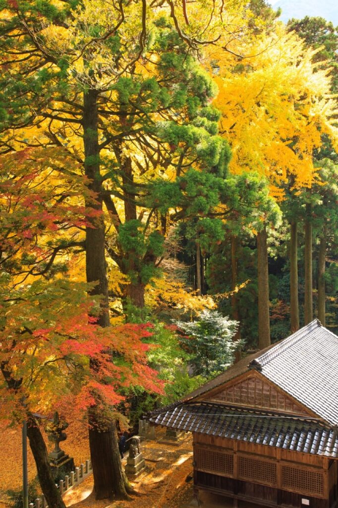 雷神社の大銀杏