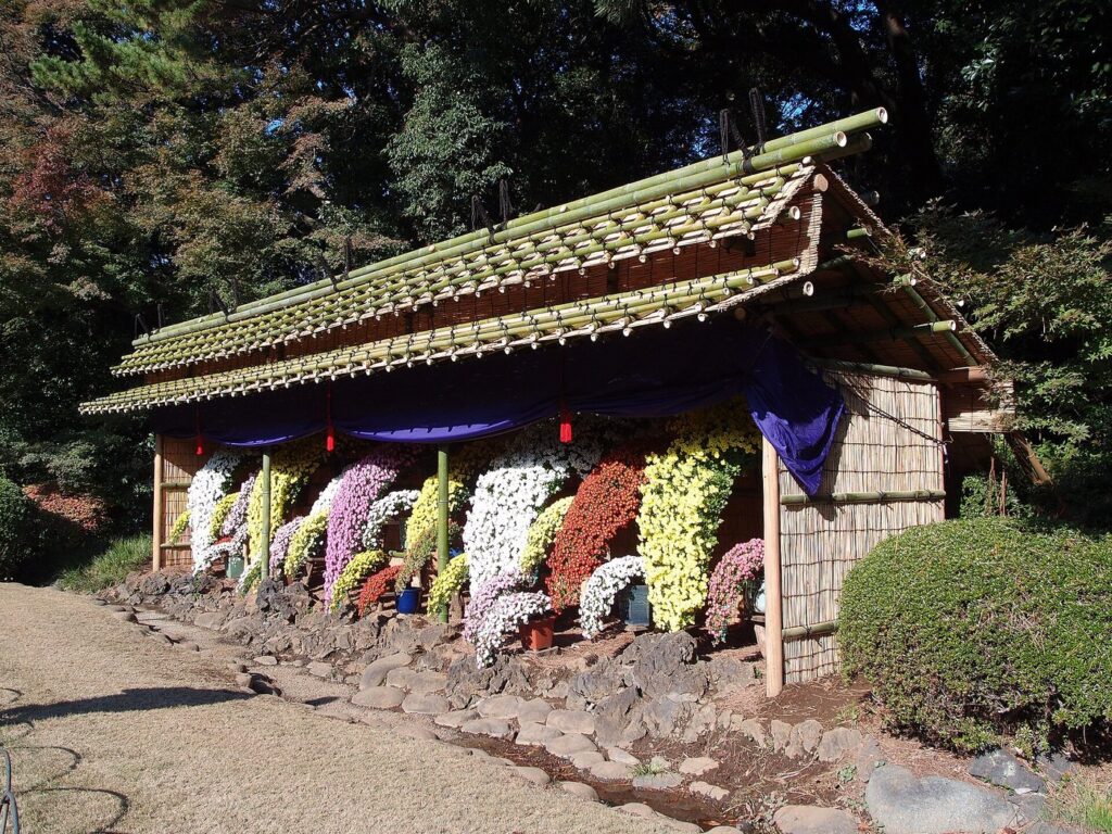 Chrysanthemum Events in Tokyo 2026: Sensoji, Shinjuku Gyoen and Yushima Tenmangu Compared Cascading chrysanthemums under an uwaya shelter (November 2013; Guilhem Vellut / CC BY 2.0)