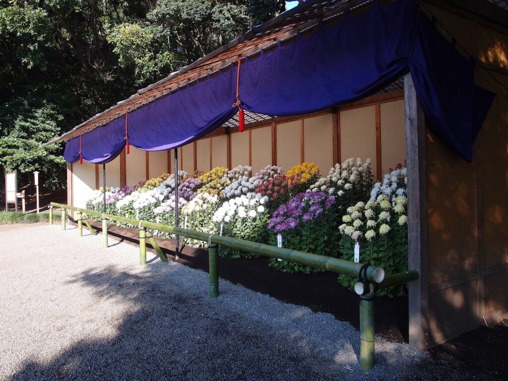 Chrysanthemum Events in Tokyo 2026: Sensoji, Shinjuku Gyoen and Yushima Tenmangu Compared A flower bed under an uwaya shelter (November 2013; Guilhem Vellut / CC BY 2.0)