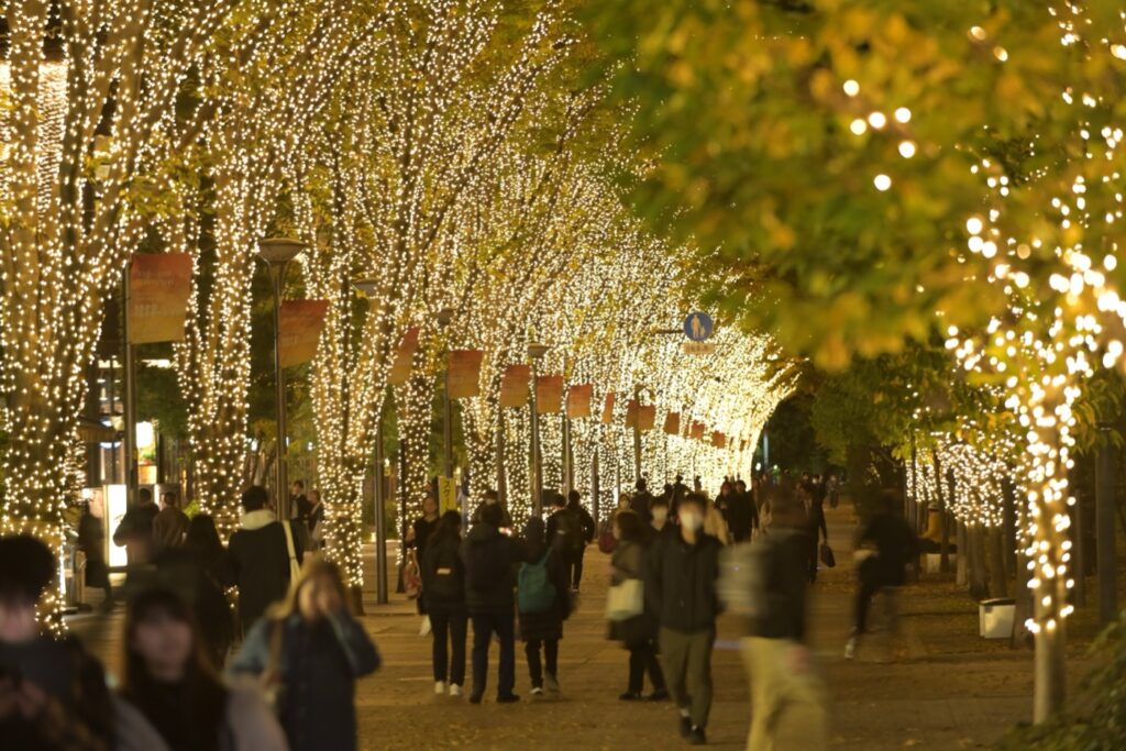 The zelkova trees on San San Road (last year)
