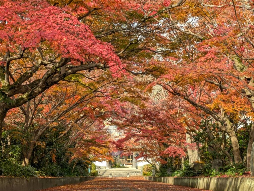 山口の紅葉とライトアップ2026|7か所の見頃目安・料金・駐車場 龍福寺の紅葉